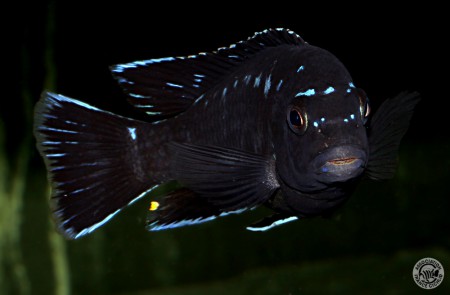 Pseudotropheus Interruptus